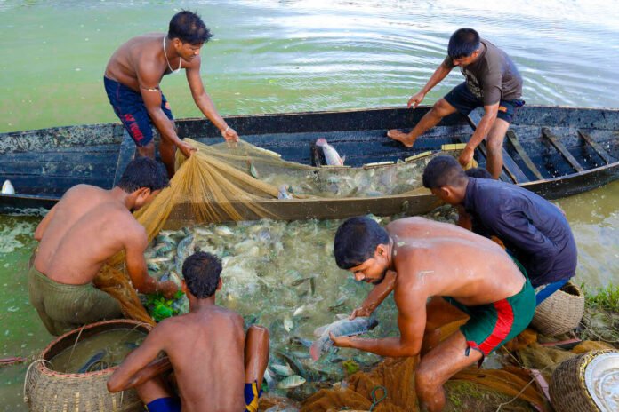Fish Cultivation in Bangladesh